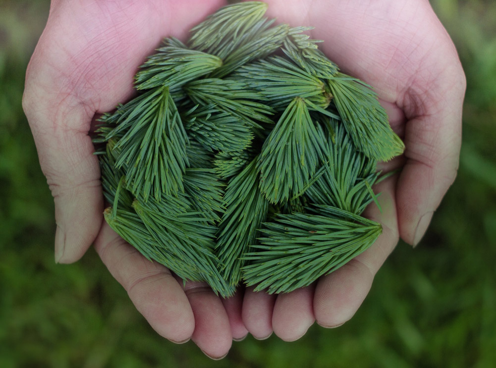 Home Slide 30 immunotherapy supplements cancer